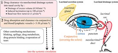 Topical ophthalmic administration: Can a drug instilled onto the ocular surface exert an effect at the back of the eye?